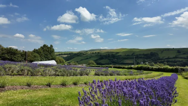 Welsh lavender farm 