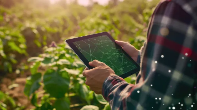 Farmer using a digital tablet looking at crops in a field