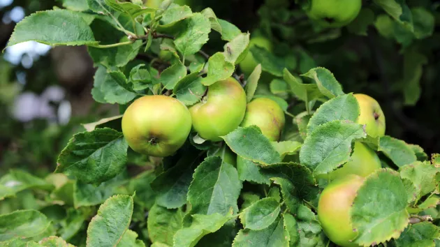 Apple tree in Powys 