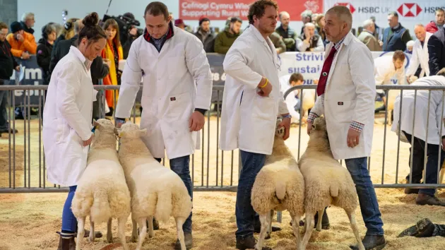 Farmers and sheep