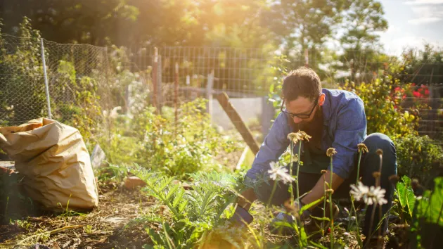 Person working in a garden 