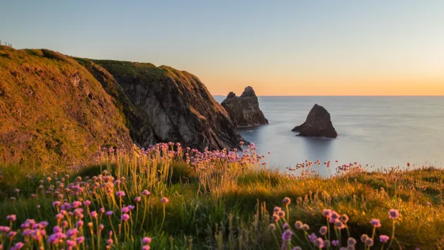 The coast of Ceibwr in Pembrokeshire, Wales with pink sea thrift