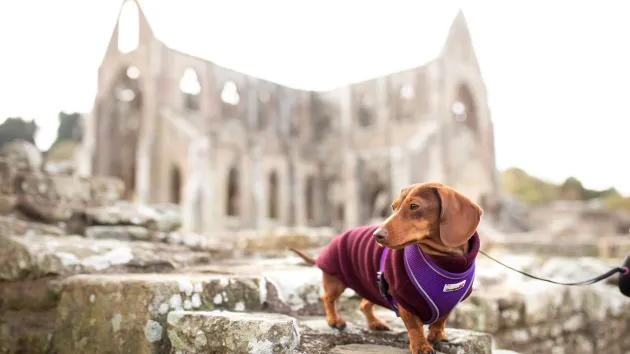 Dachshund near Tintern Abbey 