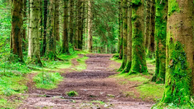 Forest in Wales