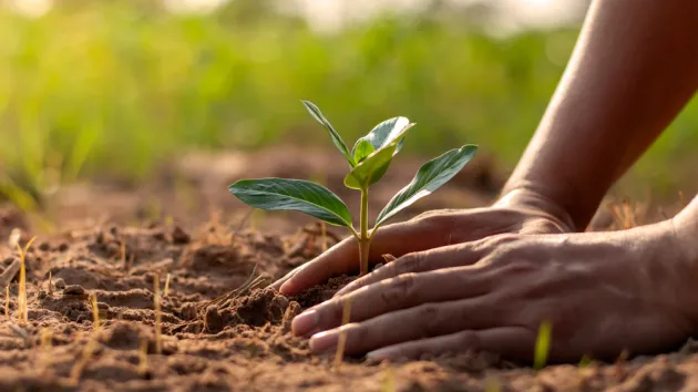  hands planting seedlings or trees in the soil