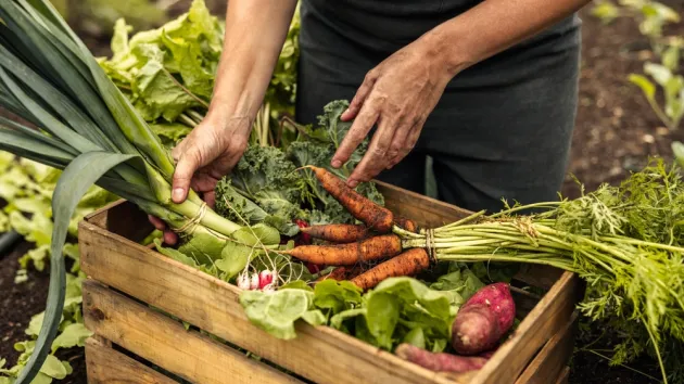 Vegetable farmer arranging freshly picked produce into a crate on an organic farm