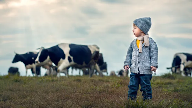 boy in knitted scarf and hat is looking at a herd of cows in the country