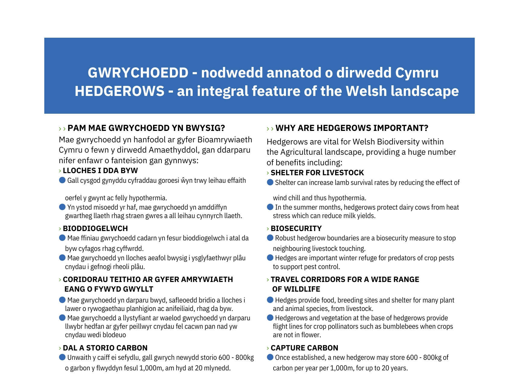 GWRYCHOEDD - nodwedd annatod o dirwedd Cymru - HEDGEROWS - an integral feature of the Welsh landscape