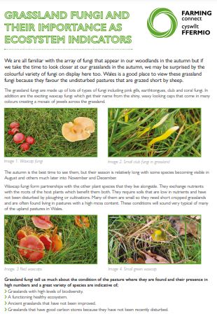 Grassland Fungi And Their Importance As Ecosystem Indicators