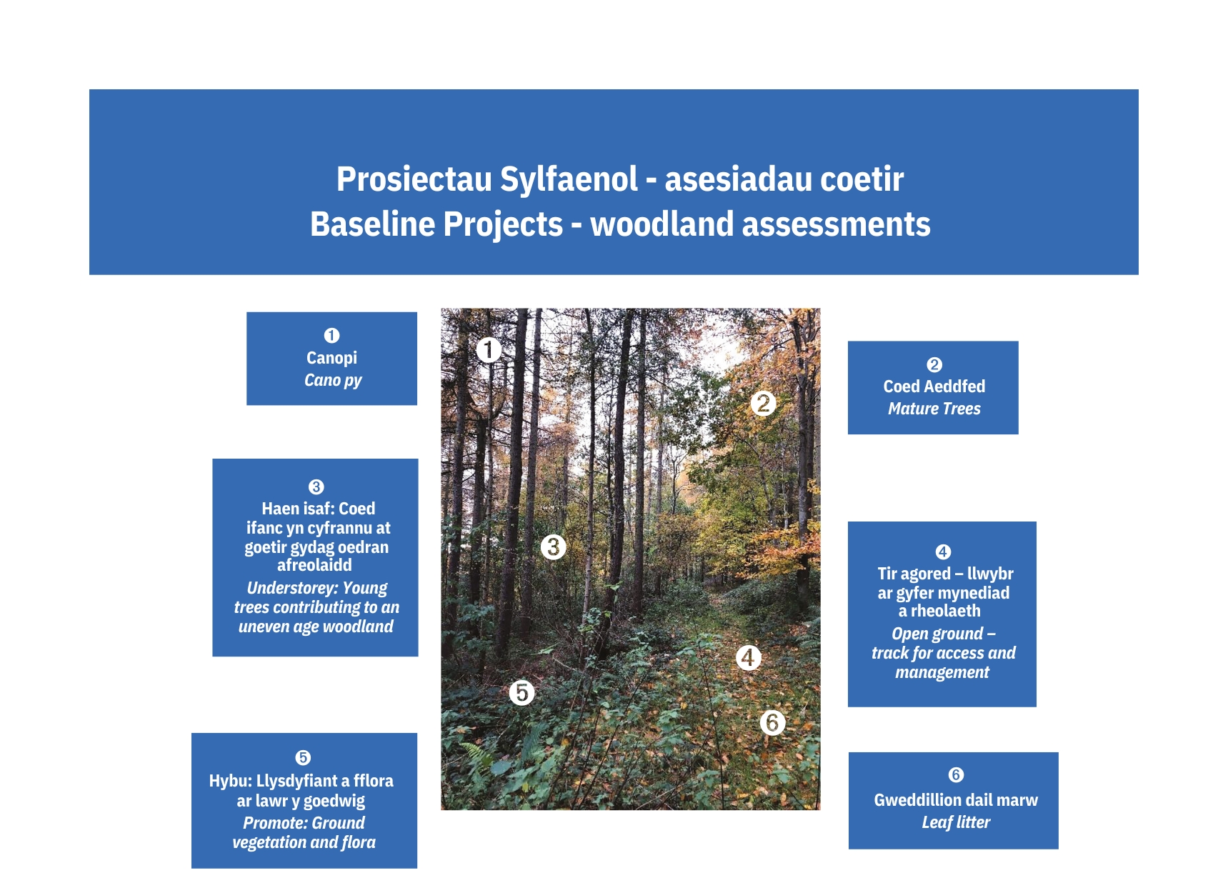 Prosiectau Sylfaenol - asesiadau coetir - Baseline Projects - woodland assessments