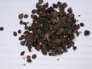 Soft Fruit Biocontrols