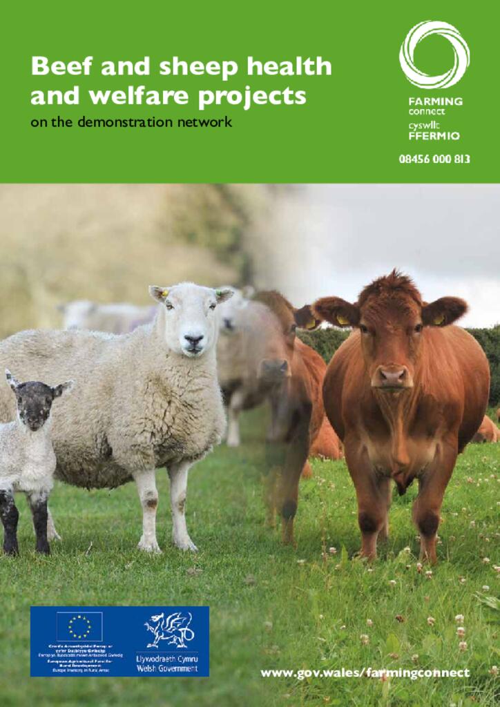 Beef and sheep health and welfare projects on the demonstration network