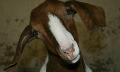 Image of a boer goat