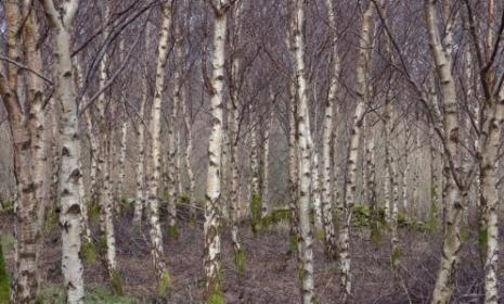 Welsh birch sap
