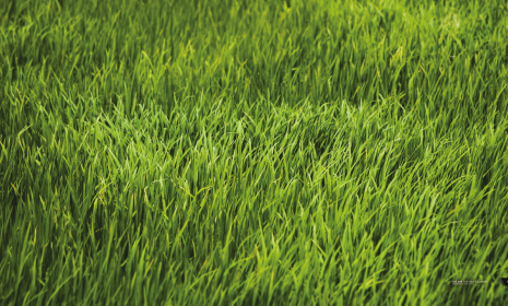 Picture of grass