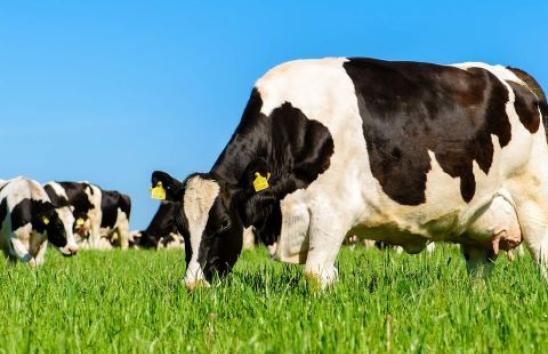 Energy Efficiency – Dairy Farms