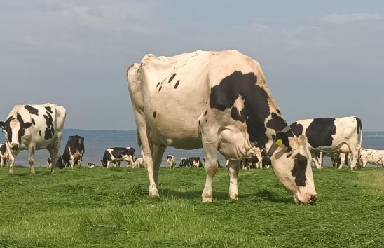 Ffrwd Holstein Friesian herd grazing in a pre-mown paddock at Moor Farm-2