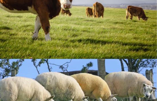 Healthy and productive animals