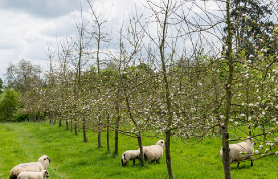 Horticultural Diversification for Biodiversity