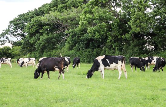 Dairy cow fertility added to Farming Connect animal health training workshops