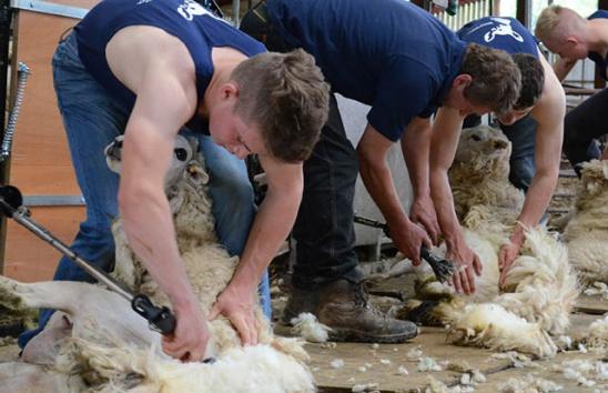 Machine sheep shearing