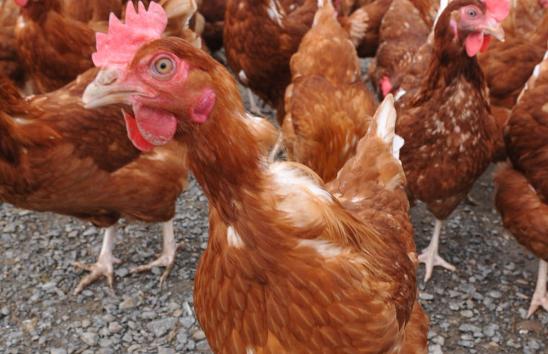 Managing Poultry Manure