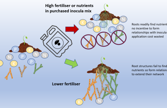 Mycorrhiza manipulation: nature vs nurture  