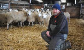 How feeding clover silage cut costs in run-up to lambing