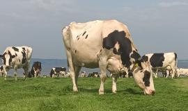 Ffrwd Holstein Friesian herd grazing in a pre-mown paddock at Moor Farm-2