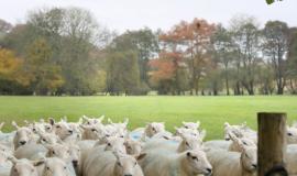 Flock of ewes
