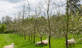 Horticultural Diversification for Biodiversity