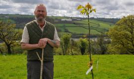 Martyn Williams and sweet chestnut tree