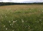 The Maintenance, History and Ecological Principles of Wildflower Meadows 