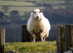 Body Condition Scoring - Sheep