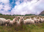Breeding Sheep for Reduced Methane Emissions