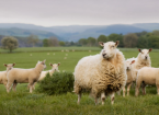 Breeding Sheep for Parasite Resistance