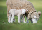Creating a sheep breeding flock