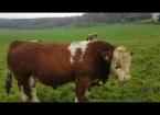 Wales Farming Conference - Ger Dineen (Bull)