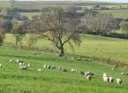 Welsh Pasture Project data shows 2023