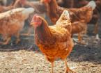 Energy Efficiency – Poultry Farms