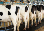 Energy Efficiency – Dairy Farms
