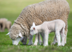 Ewe Nutrition