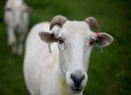 Eye Diseases in Sheep 