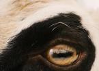 Eye Diseases in Sheep 