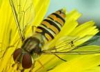 Farming for Pollinators
