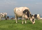 Ffrwd Holstein Friesian herd grazing in a pre-mown paddock at Moor Farm-2