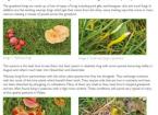 Grassland Fungi And Their Importance As Ecosystem Indicators