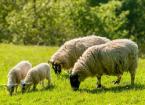Iceburg Diseases in Sheep