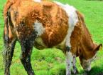 Johne’s Disease in Cattle