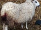 Lambing Losses 1